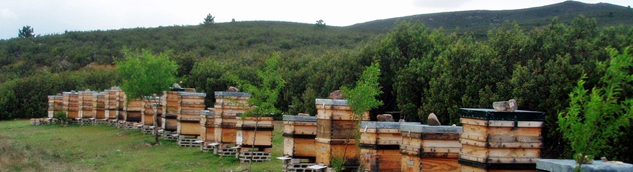 "Un entorno natural. Fuerza de salud en la miel de la Sierra Norte de Madrid"